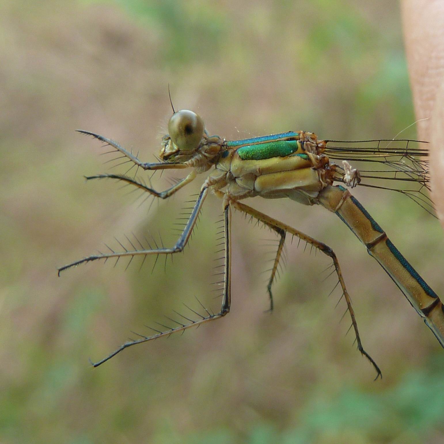 Lestes varie